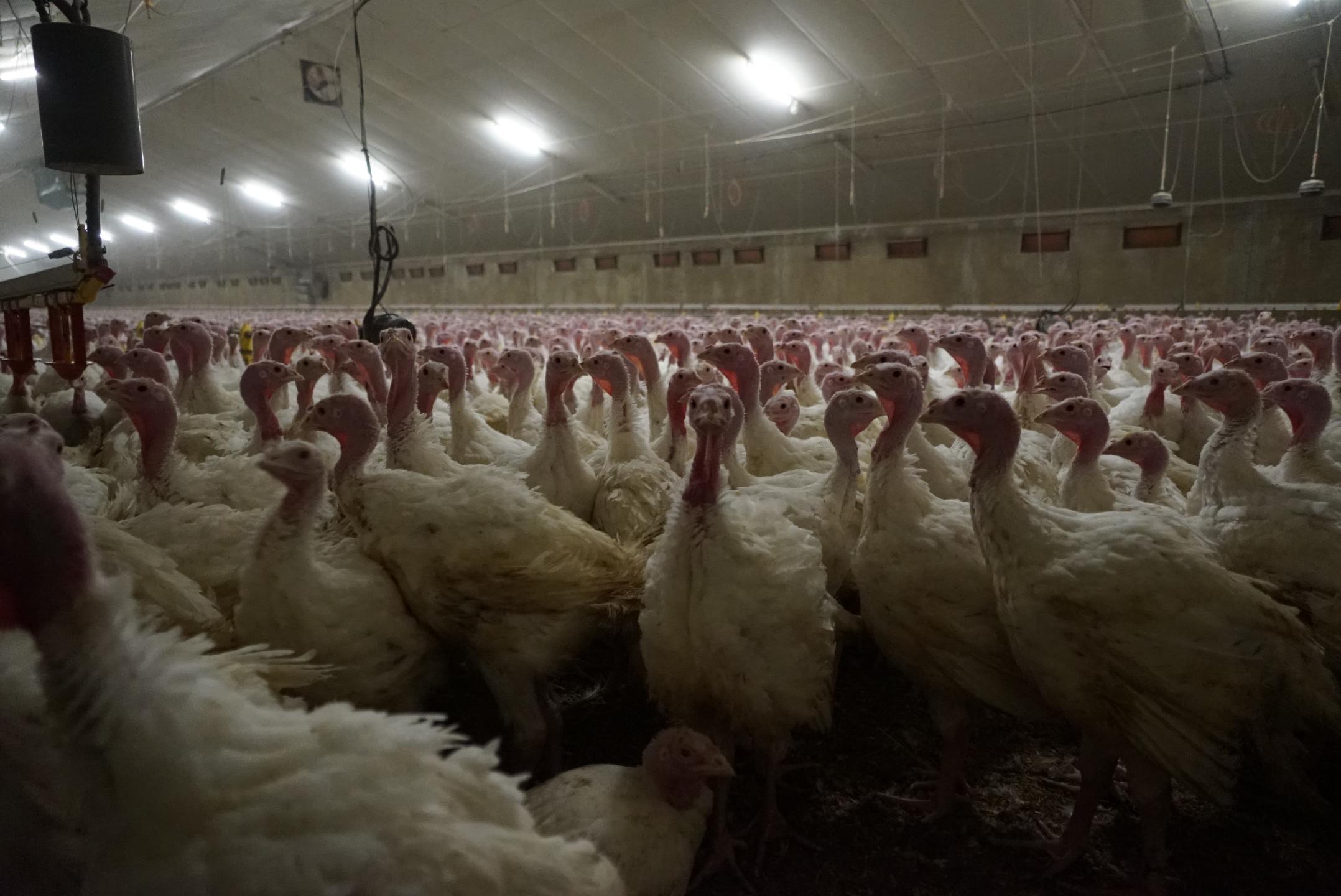 DE KALKOENENHOUDERIJ