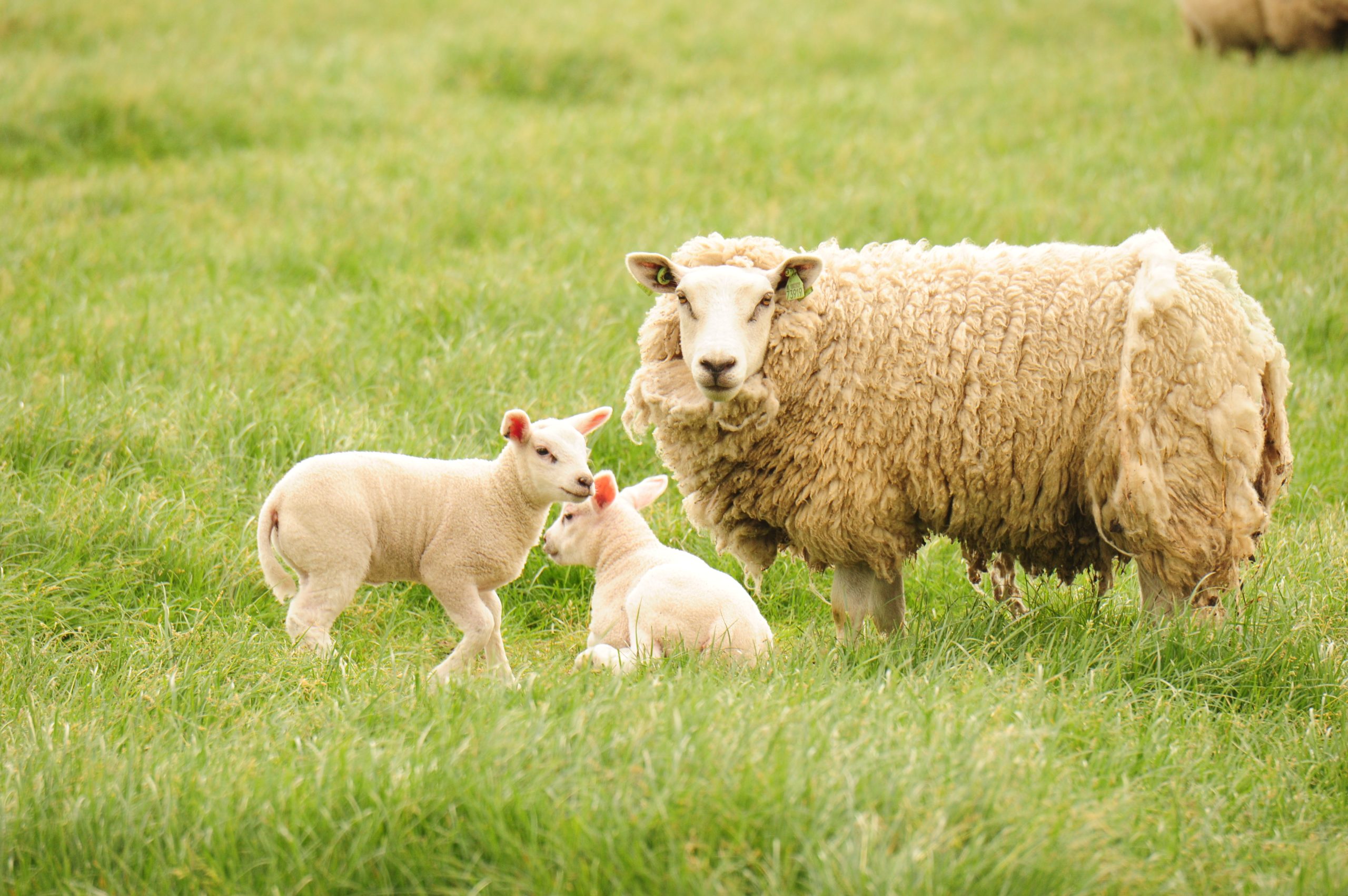 HET MISBRUIK VAN DE TERM EUTHANASIE BIJ DIEREN