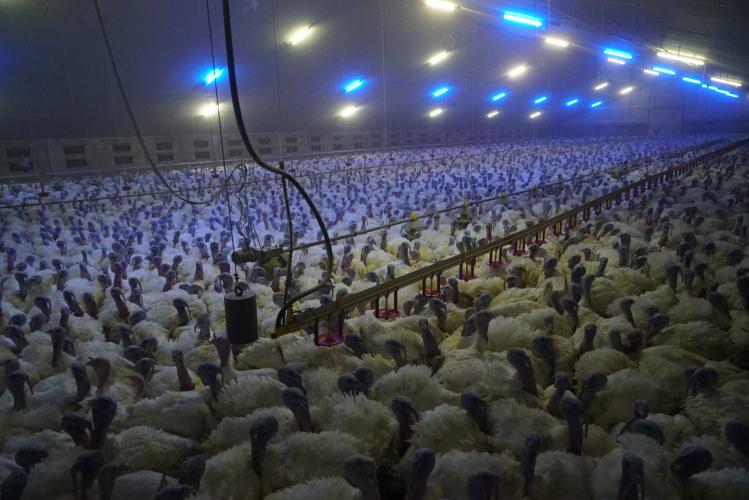 Duizenden kalkoenen dicht op elkaar in een stal met slechts kunstmatig licht