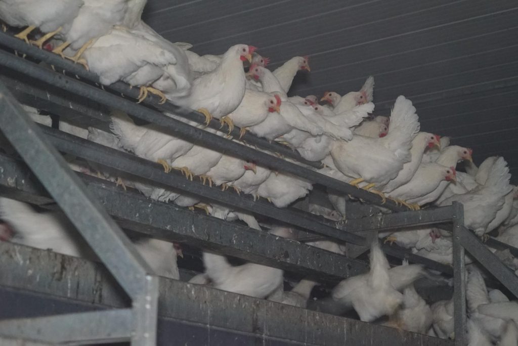 Vele kippen op elkaar gepropt in een stal