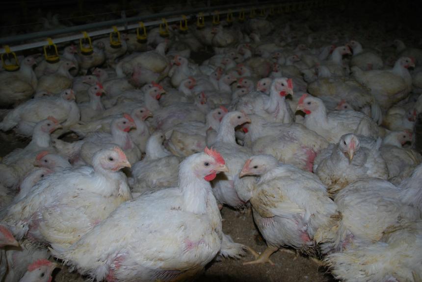 ALLEEN DE PLUIMVEESECTOR ZELF DRAAGT SCHULD AAN VOGELGRIEP-EPIDEMIEËN