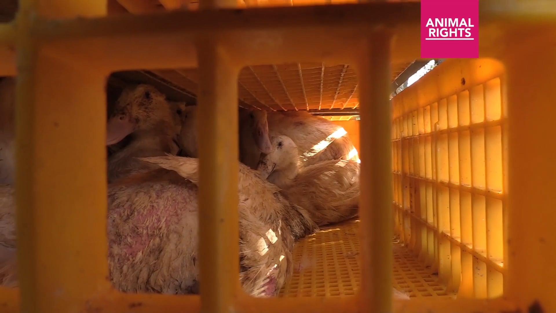 Structureel dierenleed bij eendenslachter Tomassen Duck-To