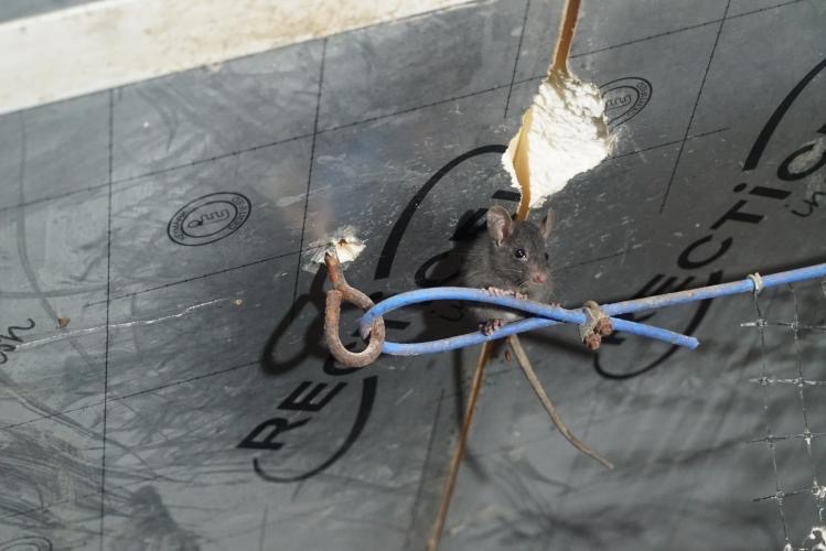 Muis op een kabel