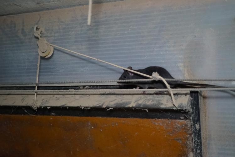 Een rat loopt over een installatie met kabels