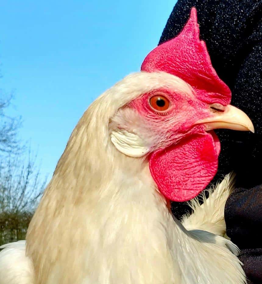 SOPHIA IS GERED VAN EEN HORROR-BESTAAN IN DE EIERINDUSTRIE