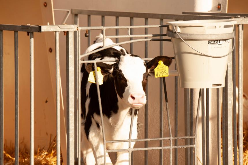CORONA-CRISIS ONTMASKERT NEDERLAND ALS EXPORTEUR VAN DIERENLEED