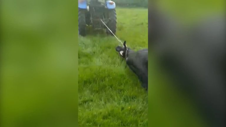 ANIMAL RIGHTS DIENT KLACHT IN TEGEN DIERENMISHANDELAAR UIT APPELTERRE