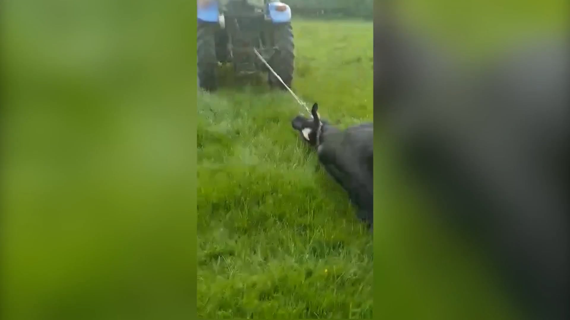 ANIMAL RIGHTS DIENT KLACHT IN TEGEN DIERENMISHANDELAAR UIT APPELTERRE