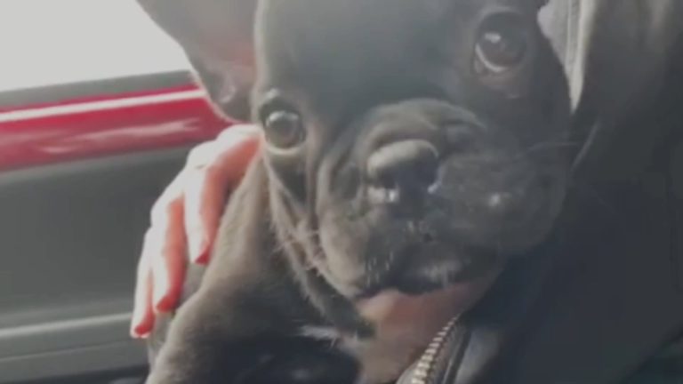 MALAFIDE PUPPY DEALER UIT DIESSEN KAN GEWOON ZIJN GANG BLIJVEN GAAN