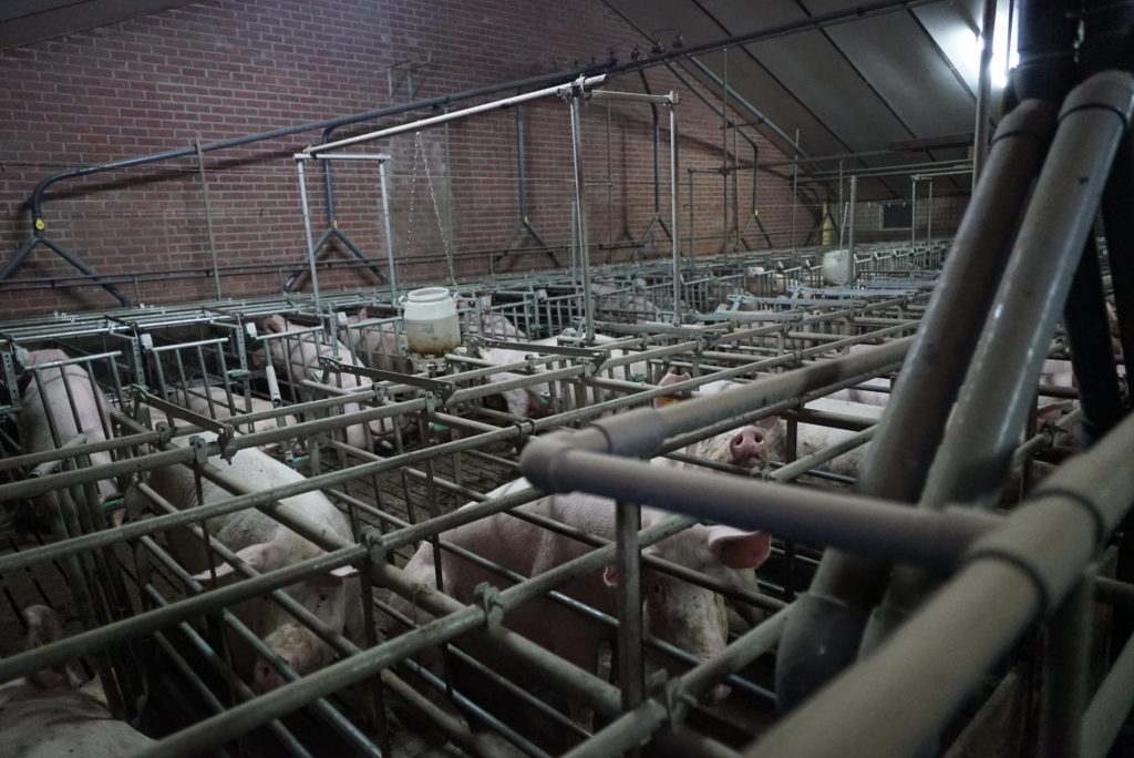 Varkens in kooien in een stal