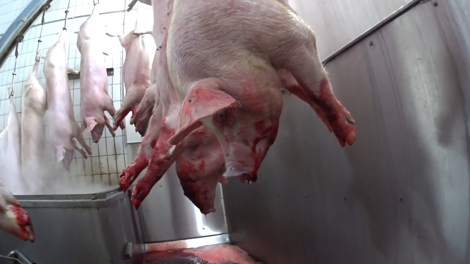 ANIMAL RIGHTS DIFFUSE DES NOUVELLES IMAGES D’UN ABATTOIR FLAMAND
