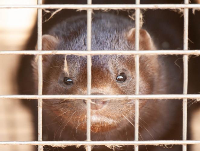 Intrekken van vergunningen voormalige nertsenfokkerijen op stoom