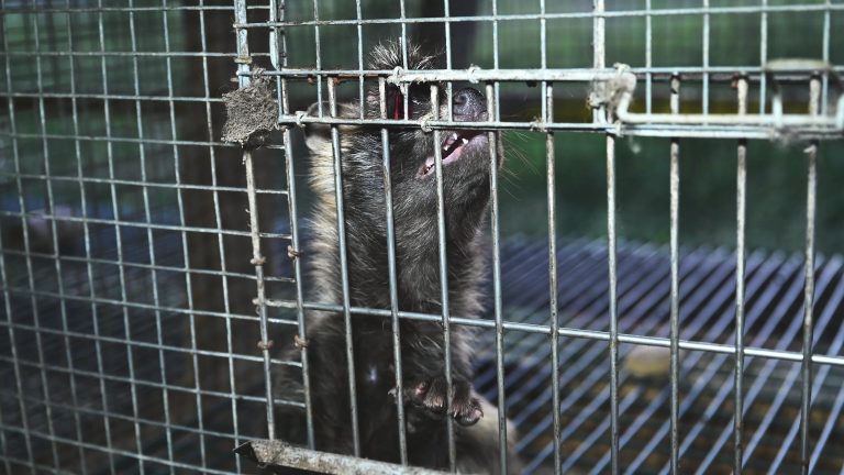 VERSCHRIKKELIJKE BEELDEN UIT FINSE BONTFOKKERIJEN