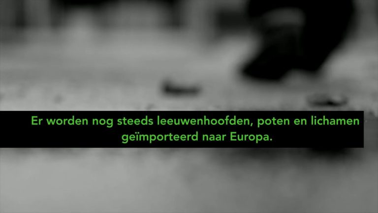 OOK NEDERLANDERS SCHULDIG AAN TROFEEJACHT