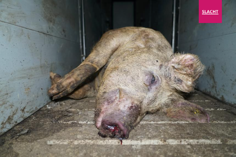 BIJ HET STIKKEN VAN 1200 VARKENS IN HAAREN FAALDEN ZOWEL DE VENTILATIE ALS DE BOER