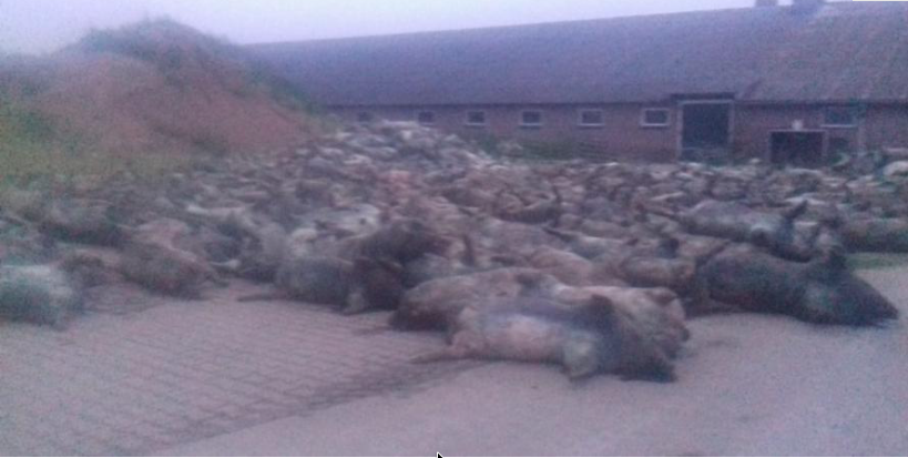 Na 5 jaar dan toch een (minimale) boete voor het laten stikken van 900 varkens in Meddo