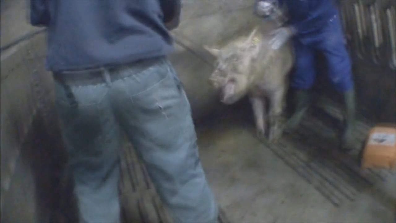 Varkens