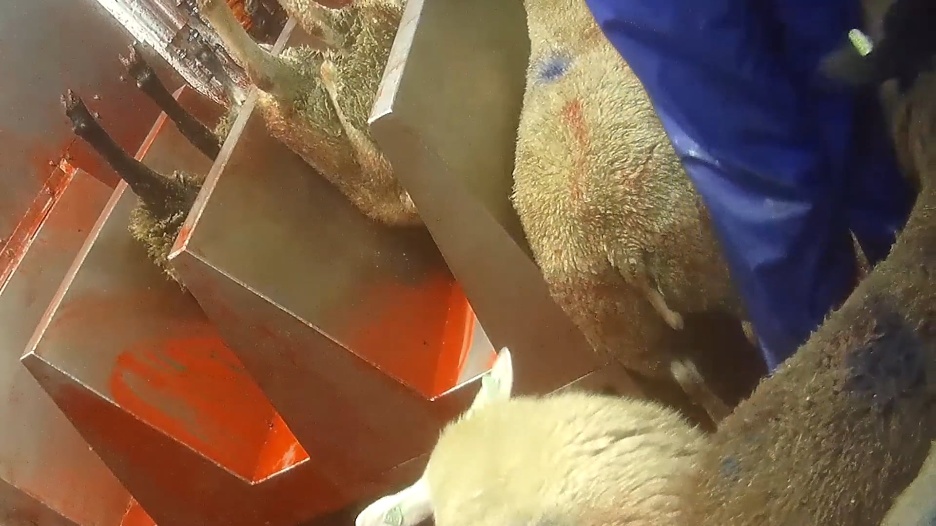 ANIMAL RIGHTS FILMT OPNIEUW VERSCHRIKKELIJKE BEELDEN IN VLAAMS SLACHTHUIS