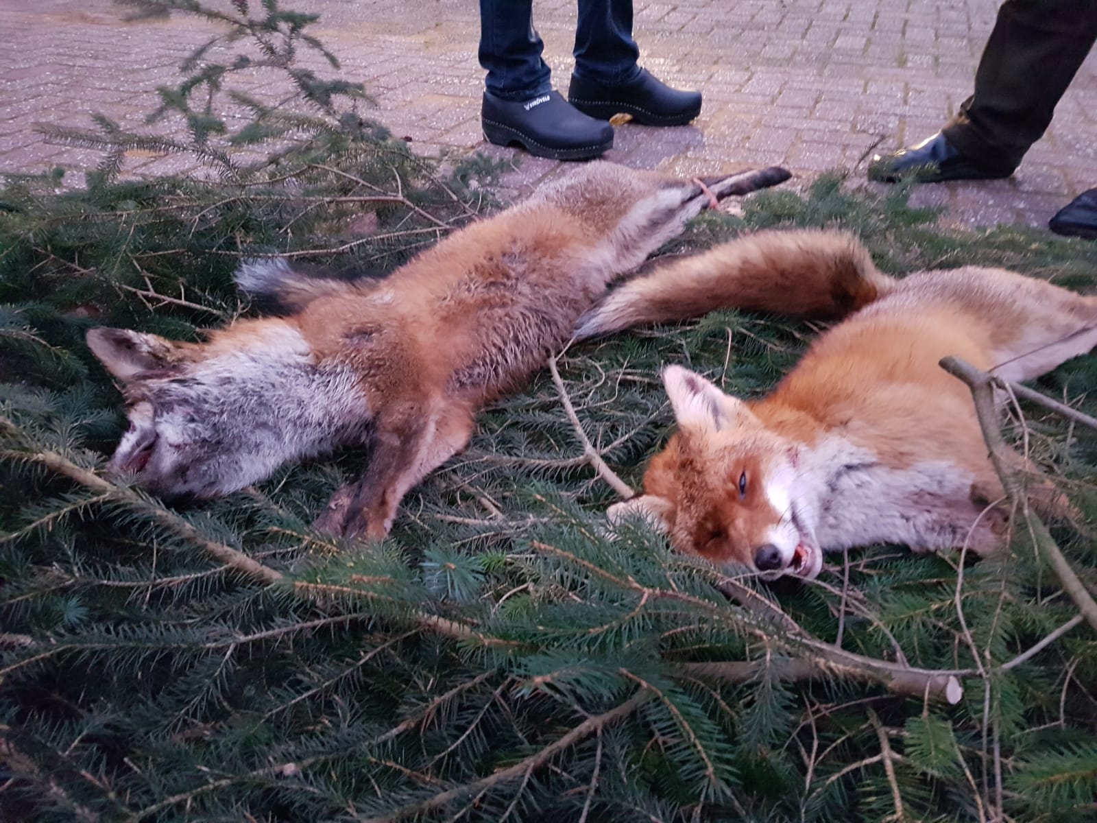 UTRECHT GAAT ‘S NACHTS VOSSEN AFSCHIETEN