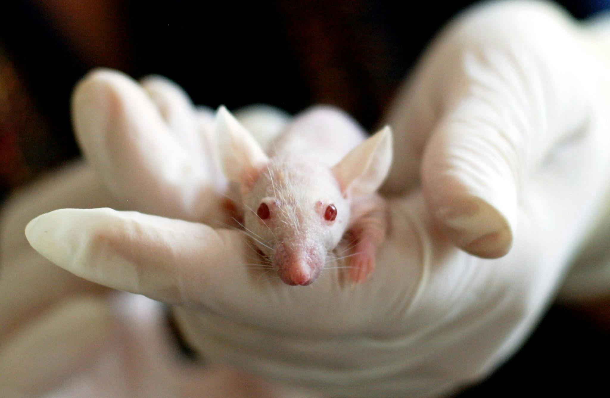 RATTEN EN MUIZEN KRIJGEN ELEKTRISCHE SCHOKKEN IN WREDE DIERPROEVEN
