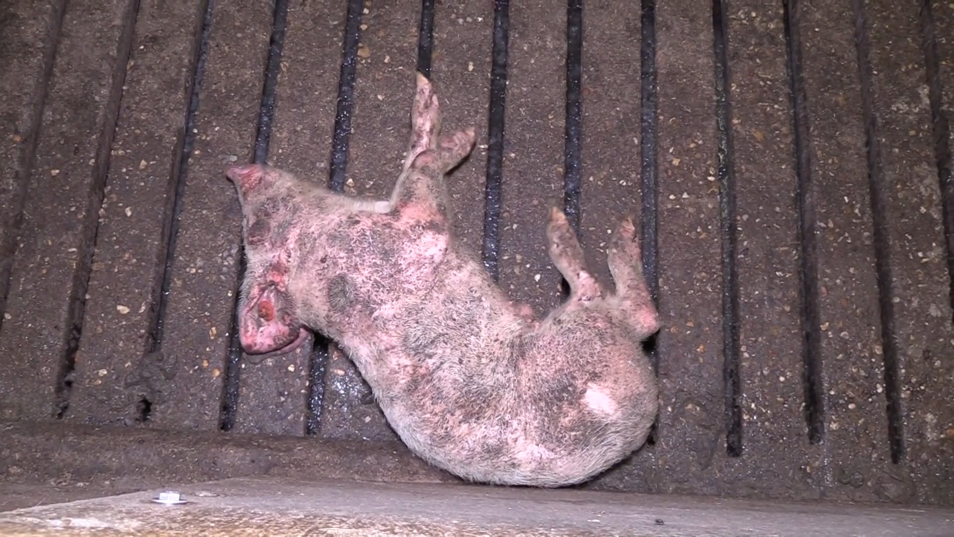 ANIMAL RIGHTS BIEDT TEGENWICHT AAN ‘PORKTOBER’ PROPAGANDA
