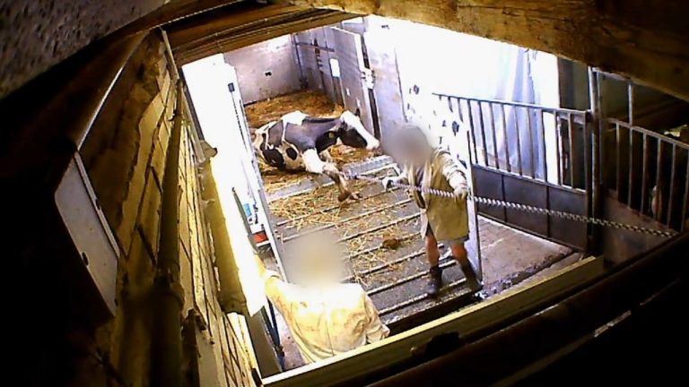 DIERENMISHANDELAARS SLACHTHUIS BAD IBURG VOOR DE RECHTER