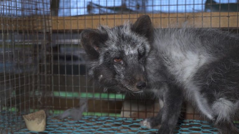 ANIMAL RIGHTS LANCEERT PETITIE: WEG MET BONT IN BELGIË