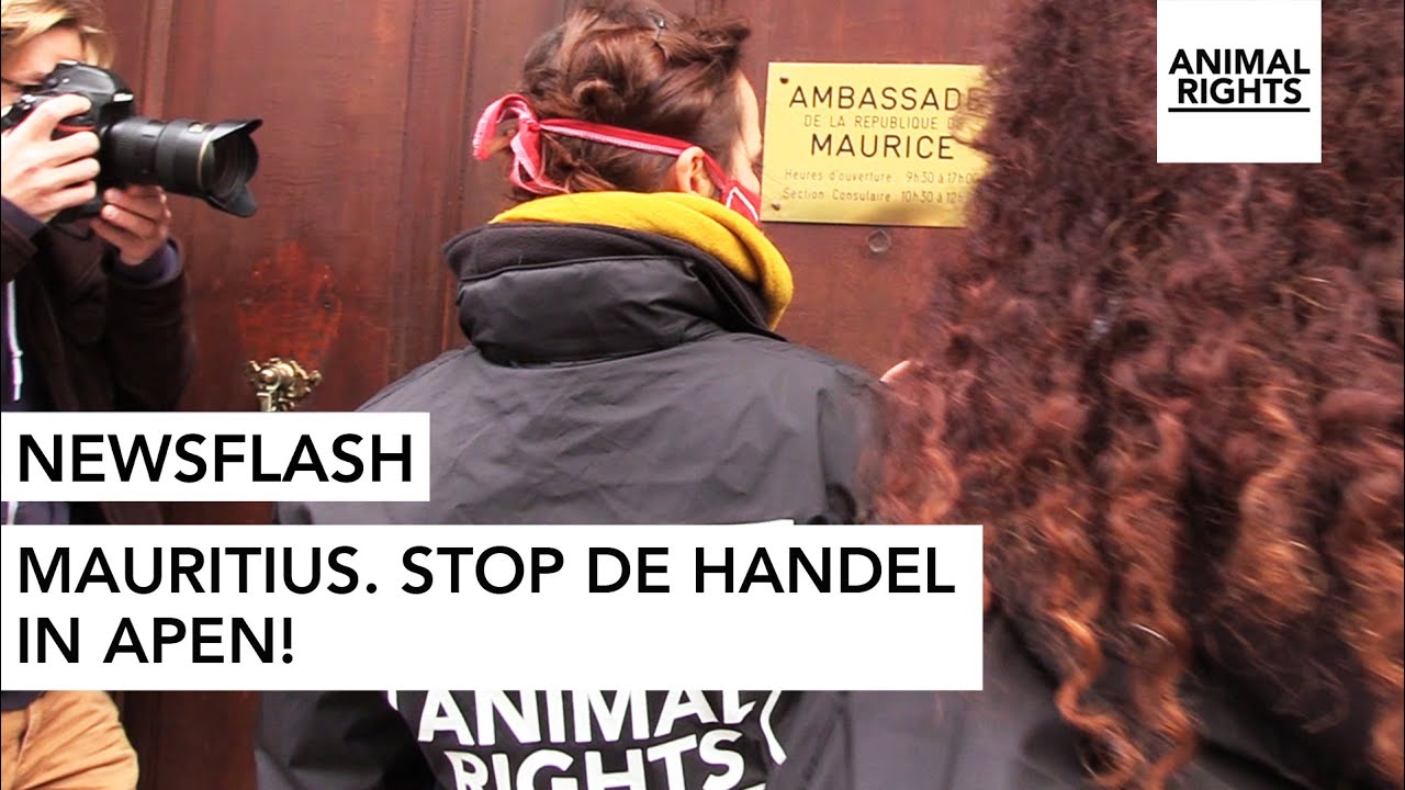 STOP DE HANDEL MET WILDE APEN EN STOP DIERPROEVEN