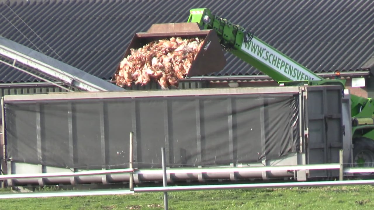 Hoogpathogene vogelgriep te danken aan de pluimveehouderij