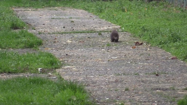 OPNIEUW LOSLOPENDE NERTSEN IN VLAANDEREN