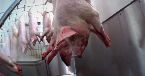 Vermoorde varkens met doorgesneden kelen aan de slachtlijn