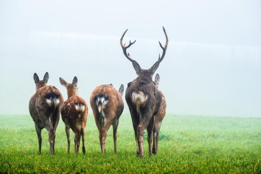 fallow-deer-damherten