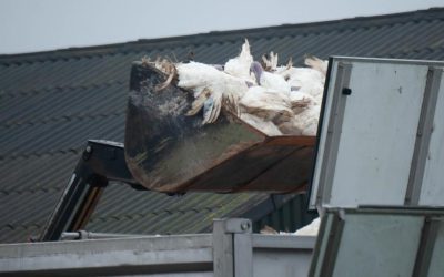 Een graafmachine kiepert vergaste kalkoenen in een container