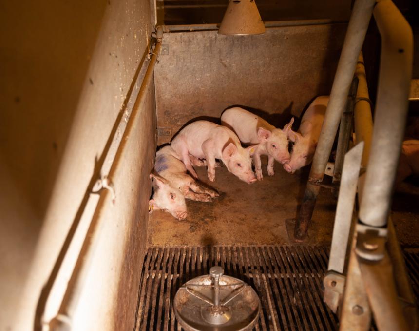 Ook in België kunnen dieren in de stront zakken