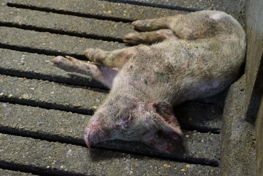 Dieren kunnen in de stront zakken
