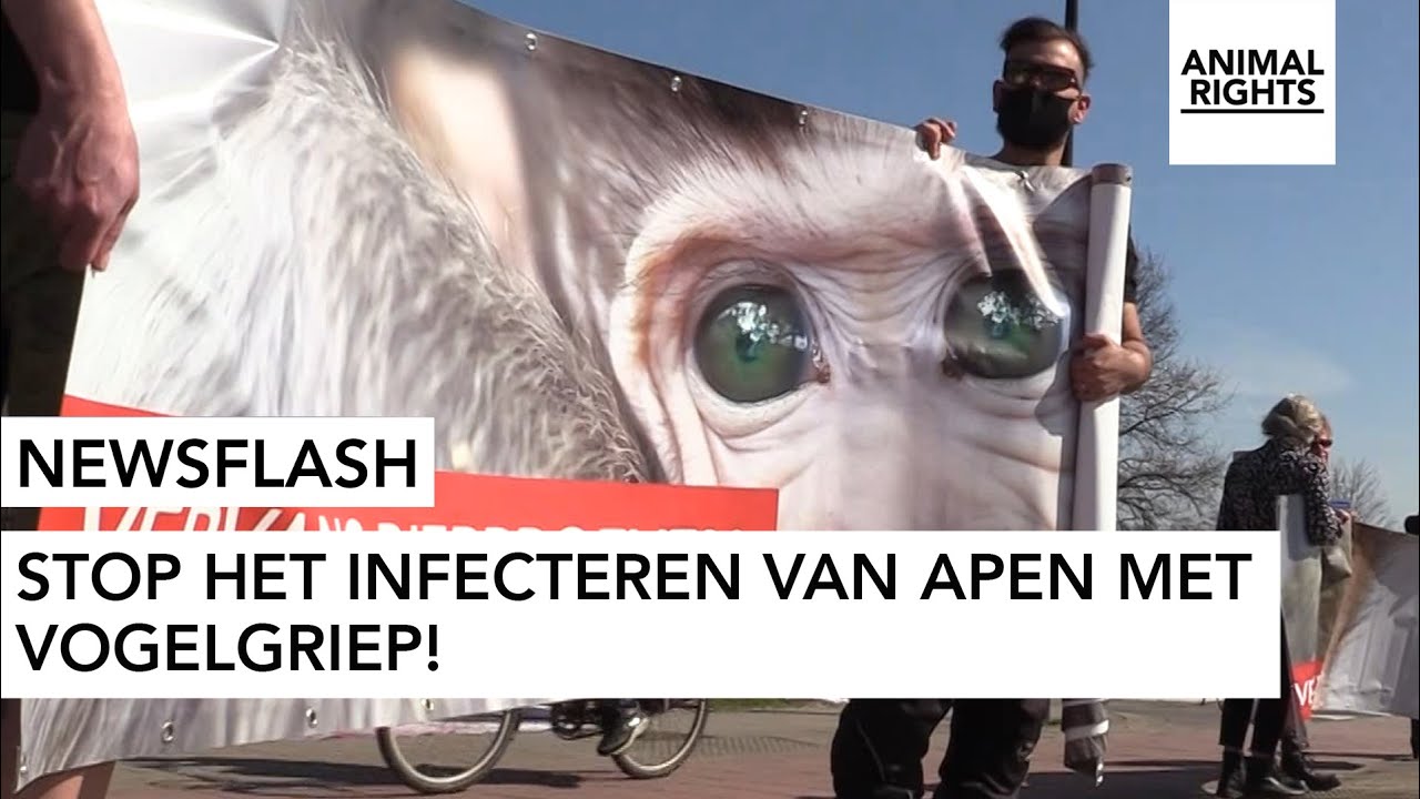DEMONSTRATIE TEGEN INFECTEREN VAN APEN MET VOGELGRIEP
