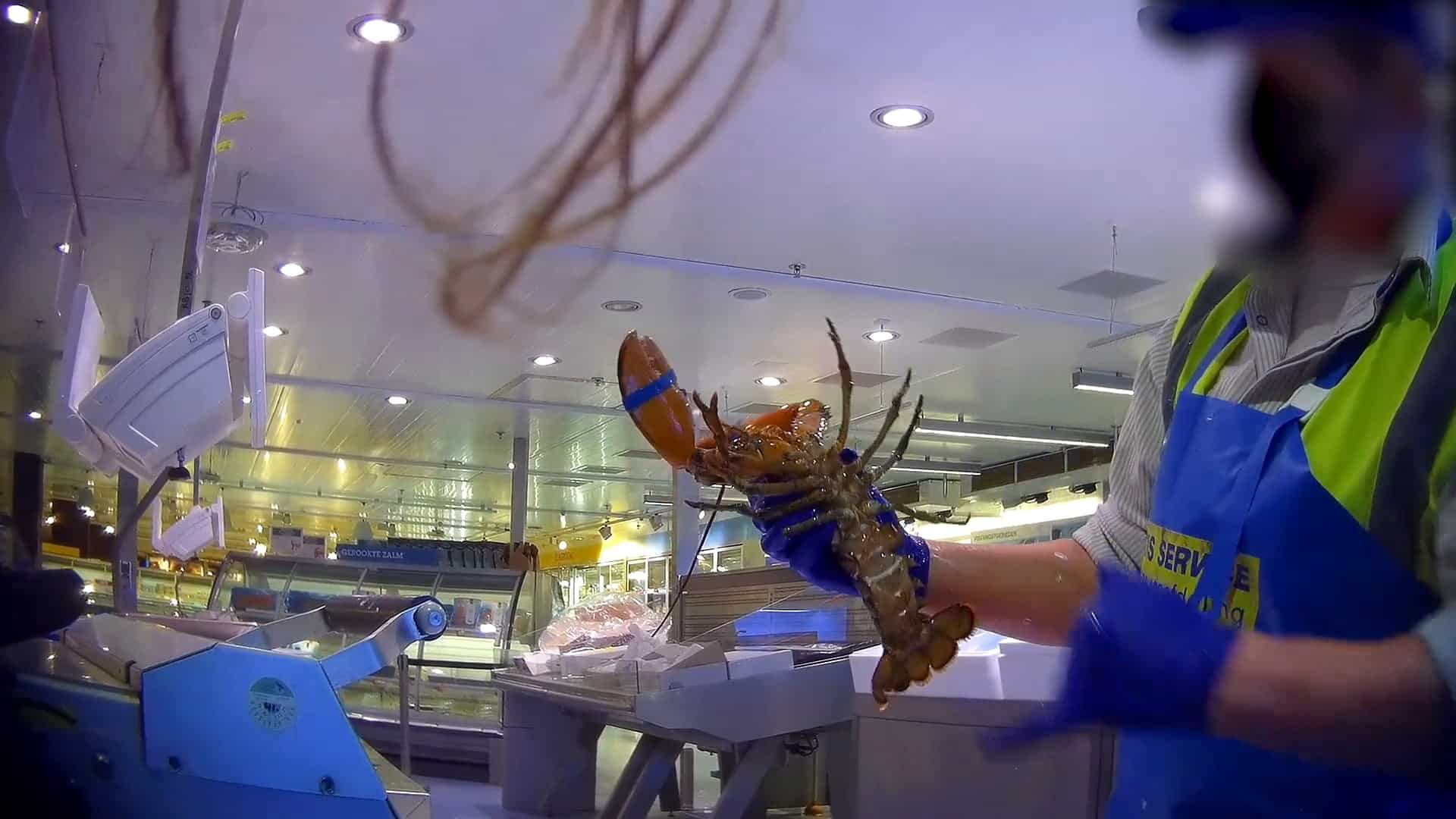 Stop de verkoop van levende schaaldieren
