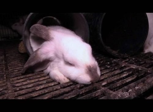 Close-up van een konijntje op een smerige roostervloer in een donkere stal