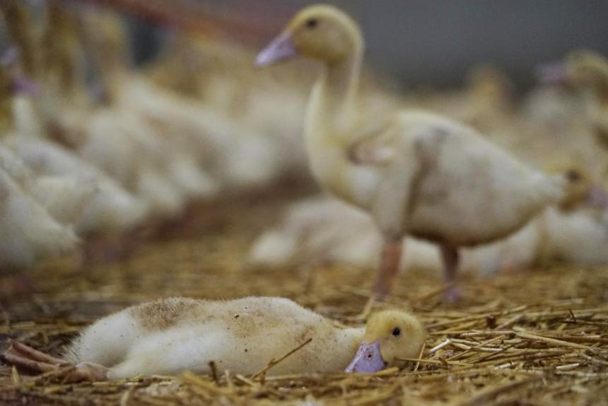 VEEHOUDERS BANG VOOR AANPASSINGEN WET DIEREN