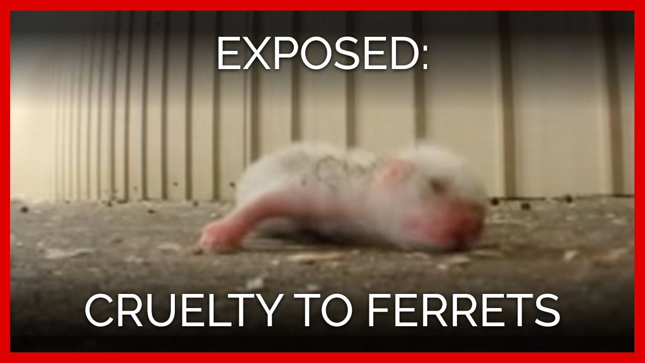DIT IS DIERENMISHANDELING EN KWELLERIJ
