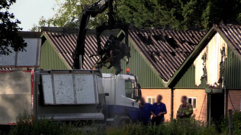 HARTVERSCHEURENDE BEELDEN VAN DODE KALVEREN BIJ GROTE STALBRAND IN ELSPEET