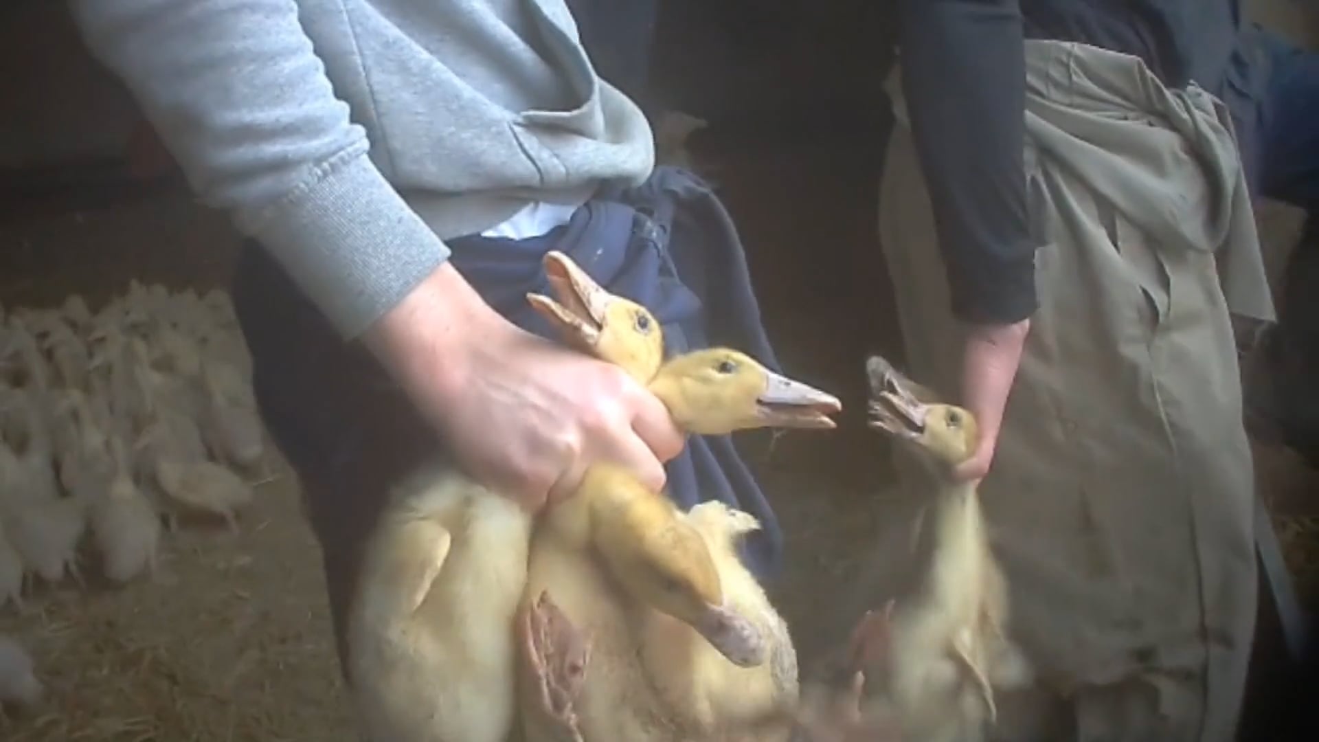 NVWA: EENDJES DOODSLAAN IS GEEN ERNSTIG DIERENLEED