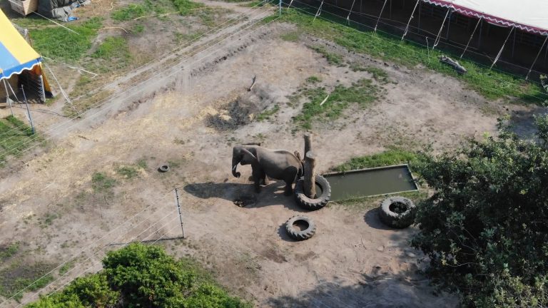 MINISTER SCHOUTEN LAAT DIEREN BIJ HET CIRCUS