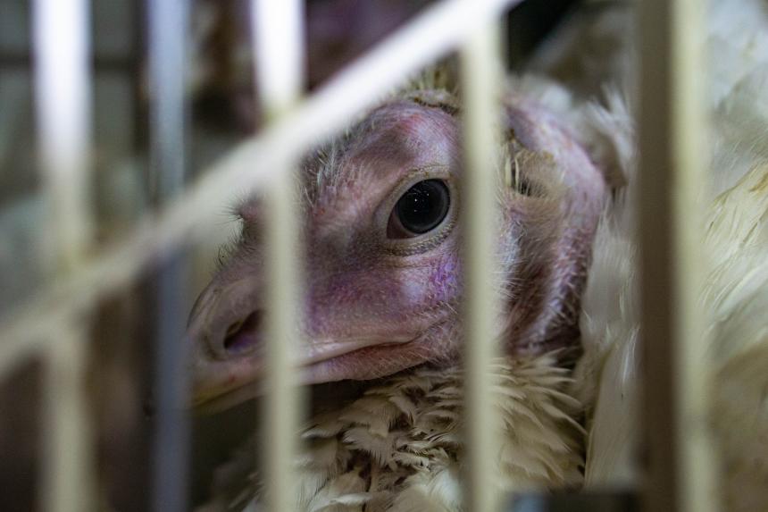 ANIMAL RIGHTS HOUDT KERSTWAKE VOOR DE KERSTKALKOENEN
