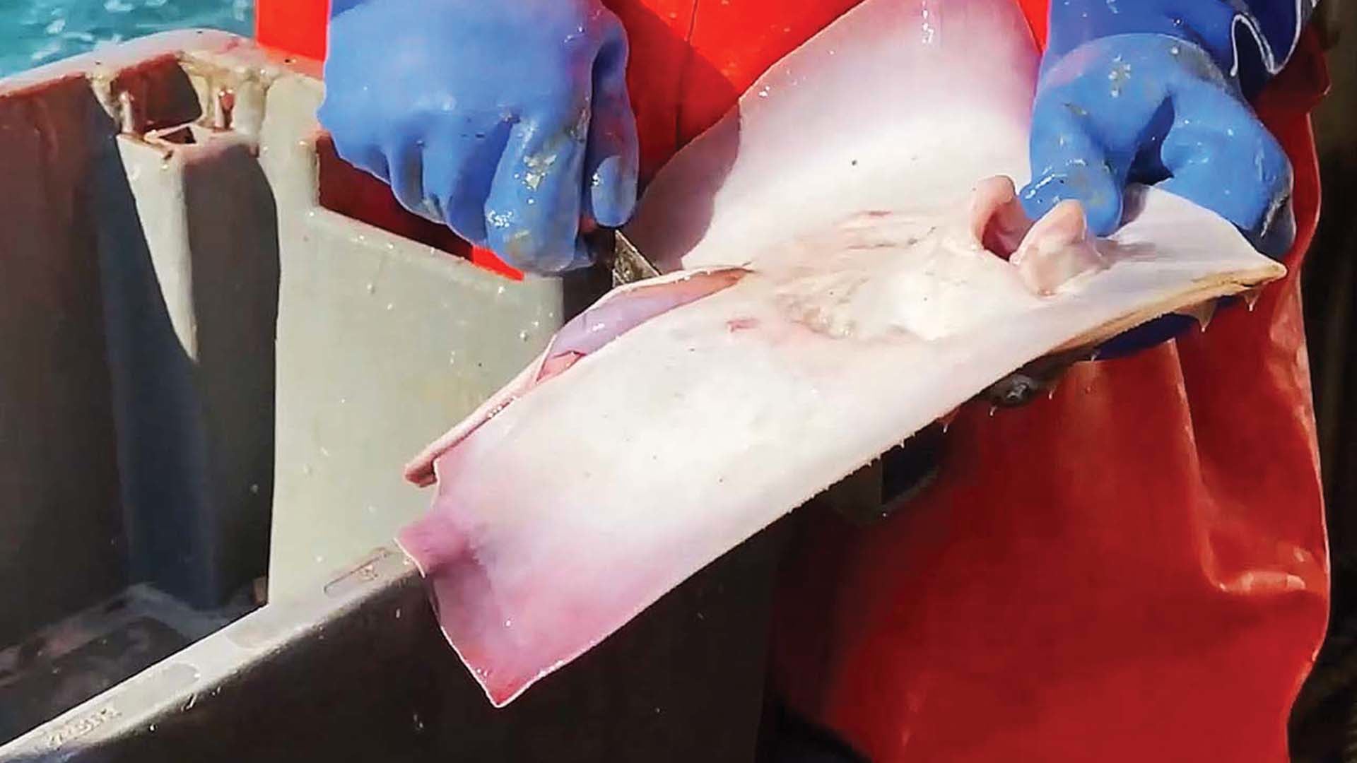 ZEEDIEREN STERVEN GRUWELDOOD OP ‘DUURZAME’ VISSERSSCHEPEN IN NOORDZEE