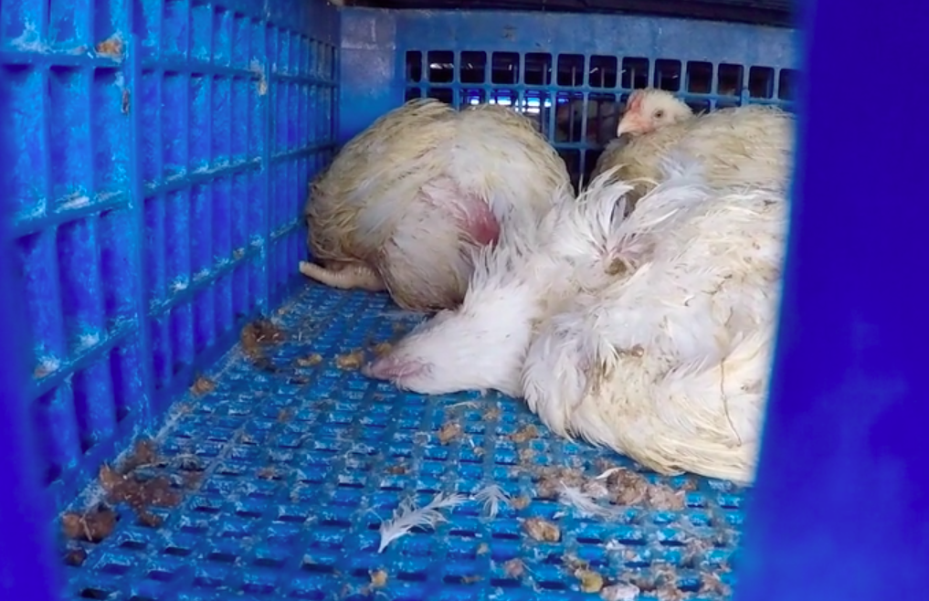 Vleeskuiken ligt dood in de vrachtwagen bij aankomst aan slachthuis Nollens