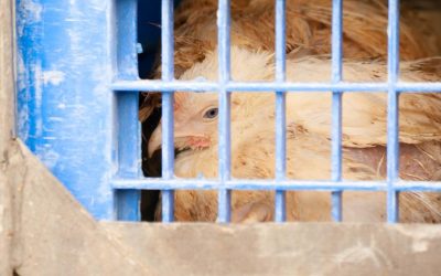 closeup van kippen op transport achter draadgaas