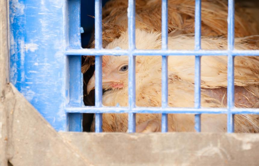 EINDELIJK CIJFERS OVER KIPPEN DIE STERVEN OP TRANSPORT