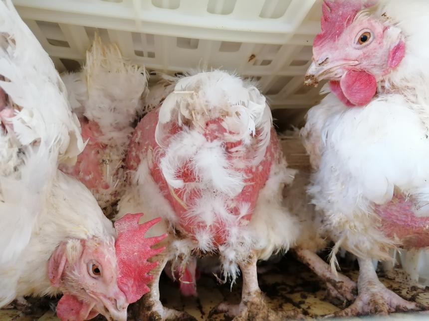 KAAL EN UITGEPUT: DUIZENDEN KIPPEN VOOR DE DEUR VAN HET SLACHTHUIS