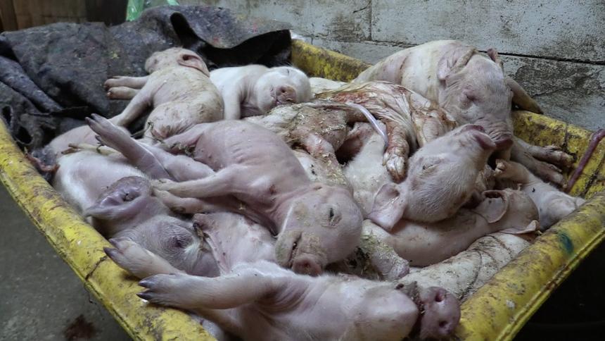 RAAD VAN STATE: STAGHOUWER MOET ANIMAL RIGHTS ANTWOORDEN OVER DESTRUCTIEBEDRIJF RENDAC